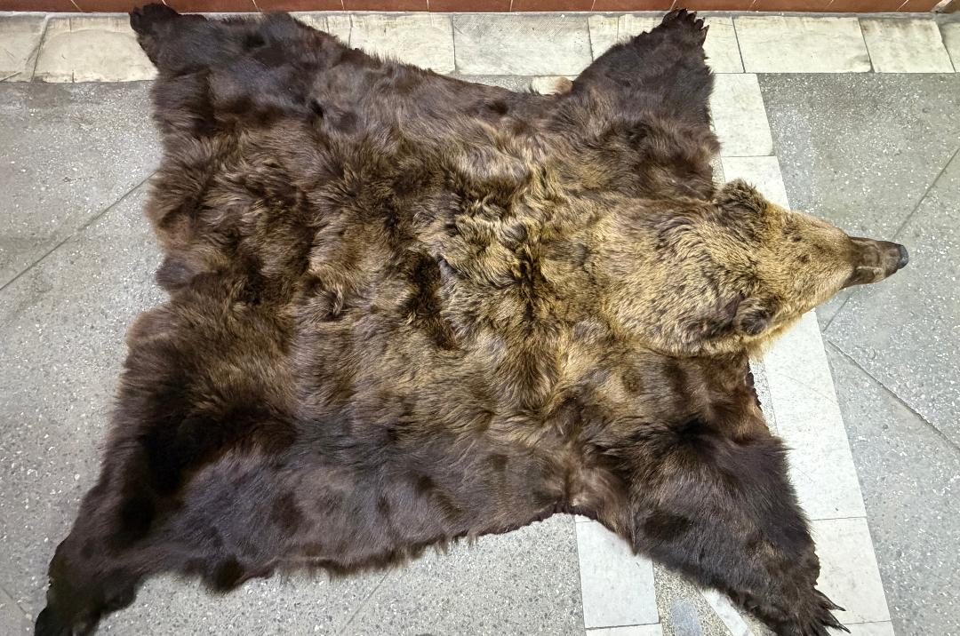 Шкуру бурого медведя задержали на границе